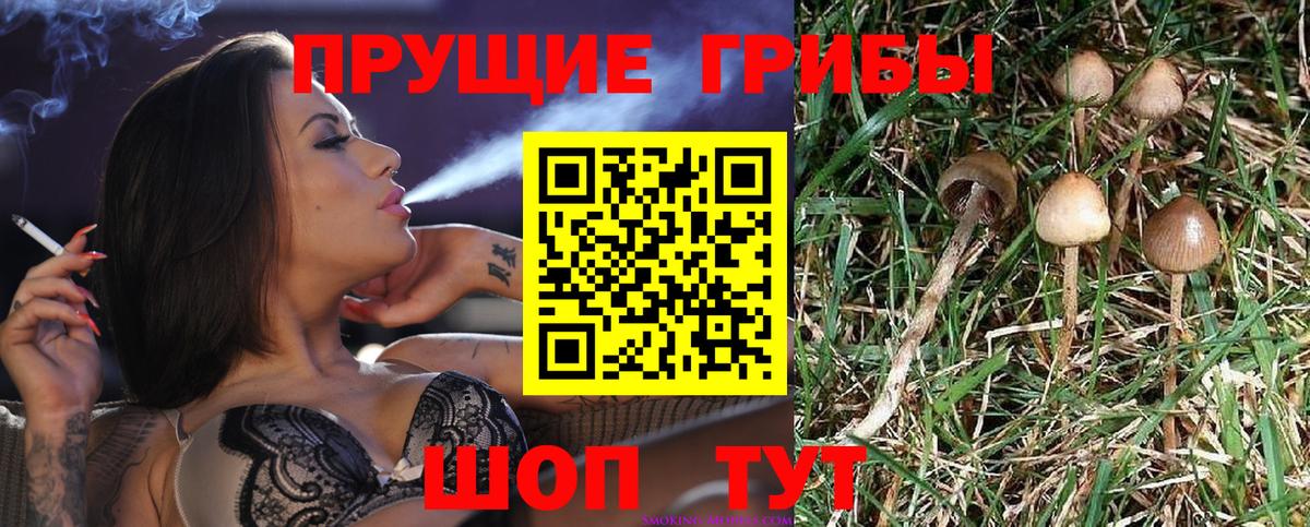 Псилоцибиновые грибы GOLDEN TEACHER  Кировск 